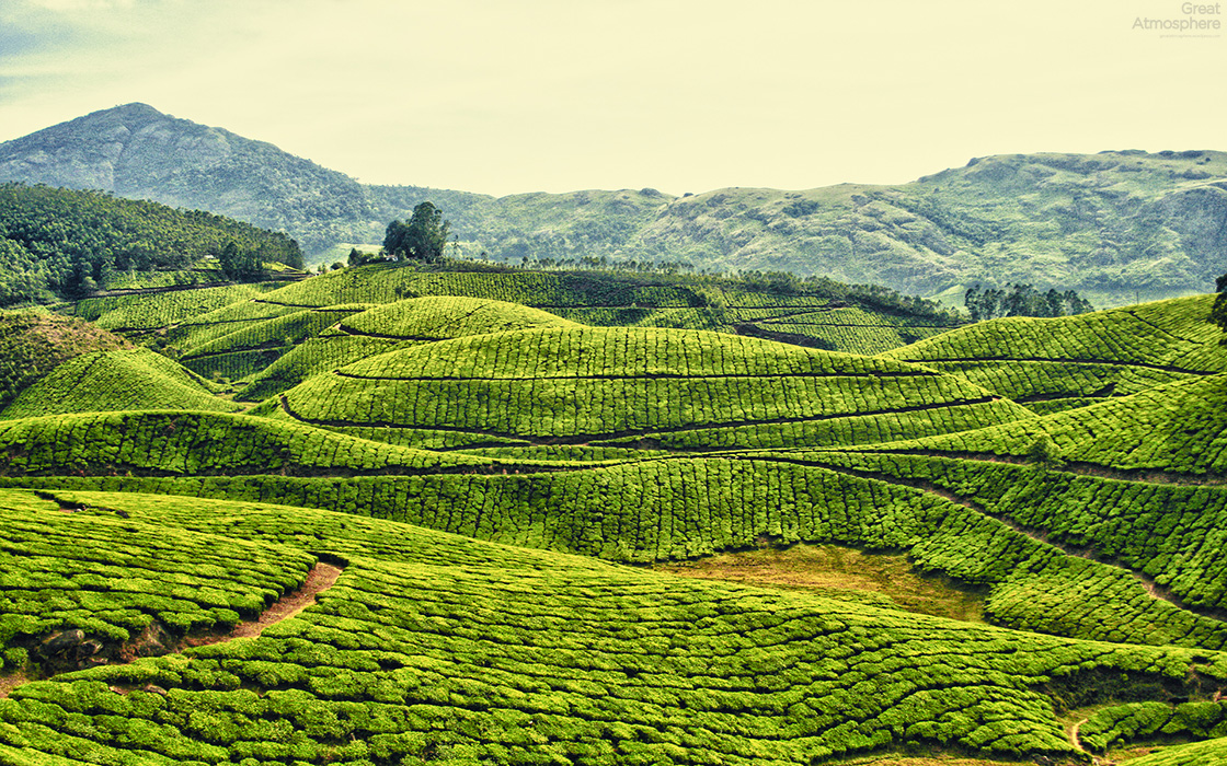  tea-plantations-kerala-india-travel-landscapes-photography-green-fields-beautiful-amazing